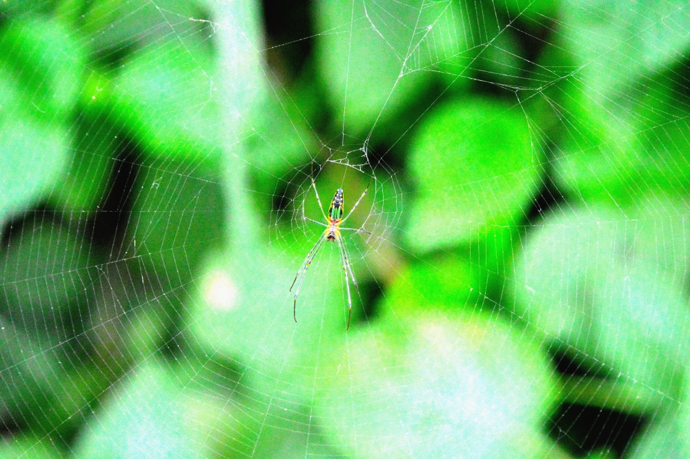 Web of Deceit...