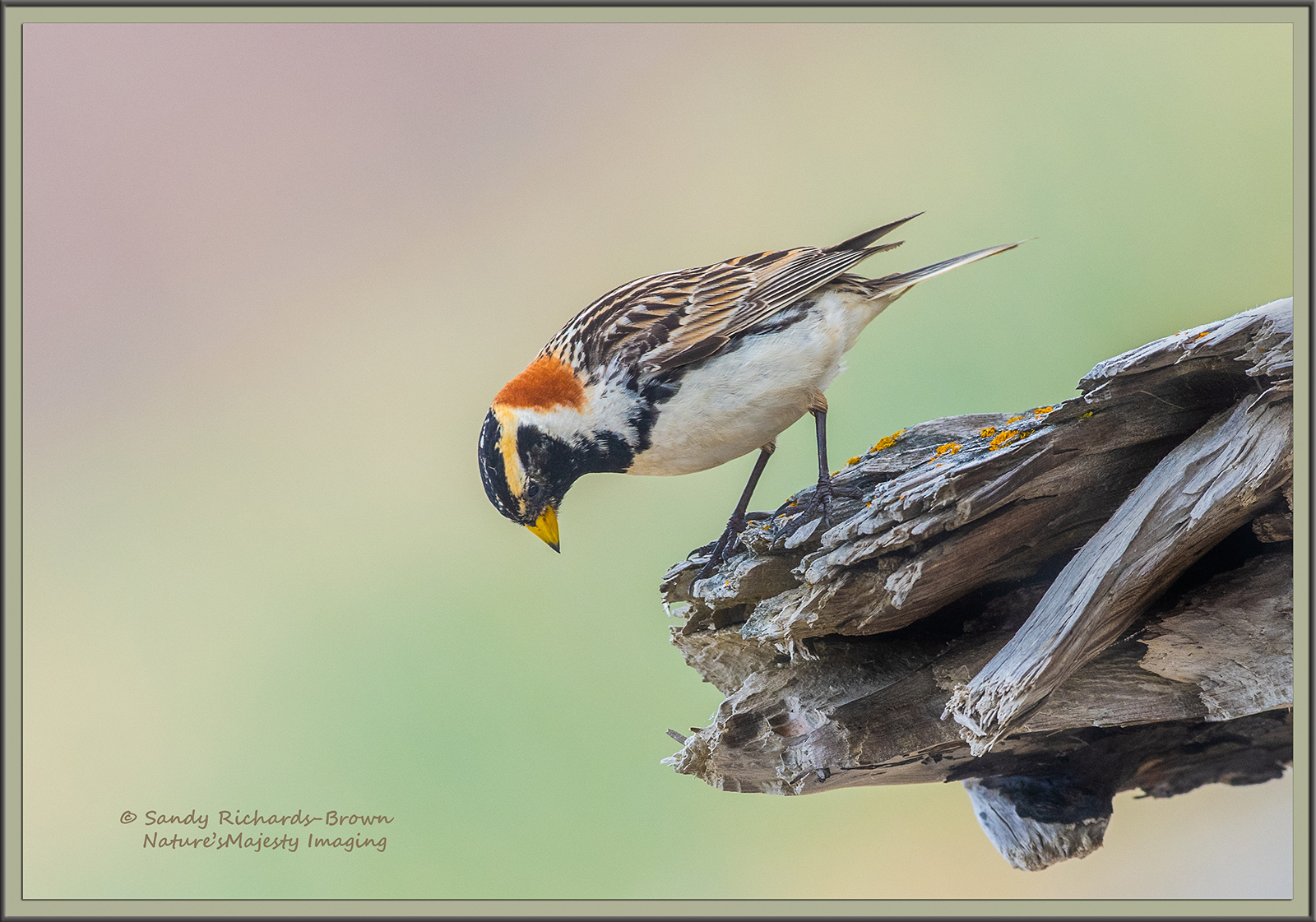 Curiosity