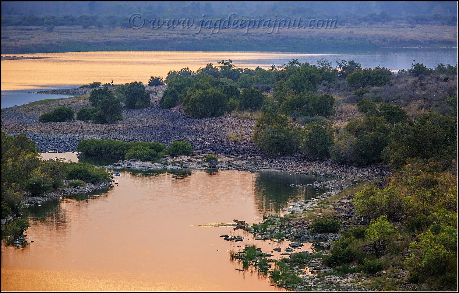 Tigress of Ken river