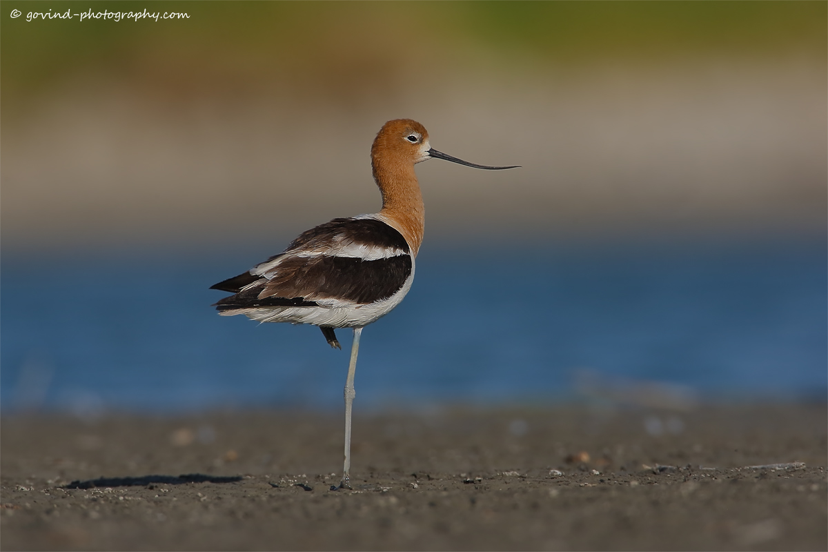 American Avocet