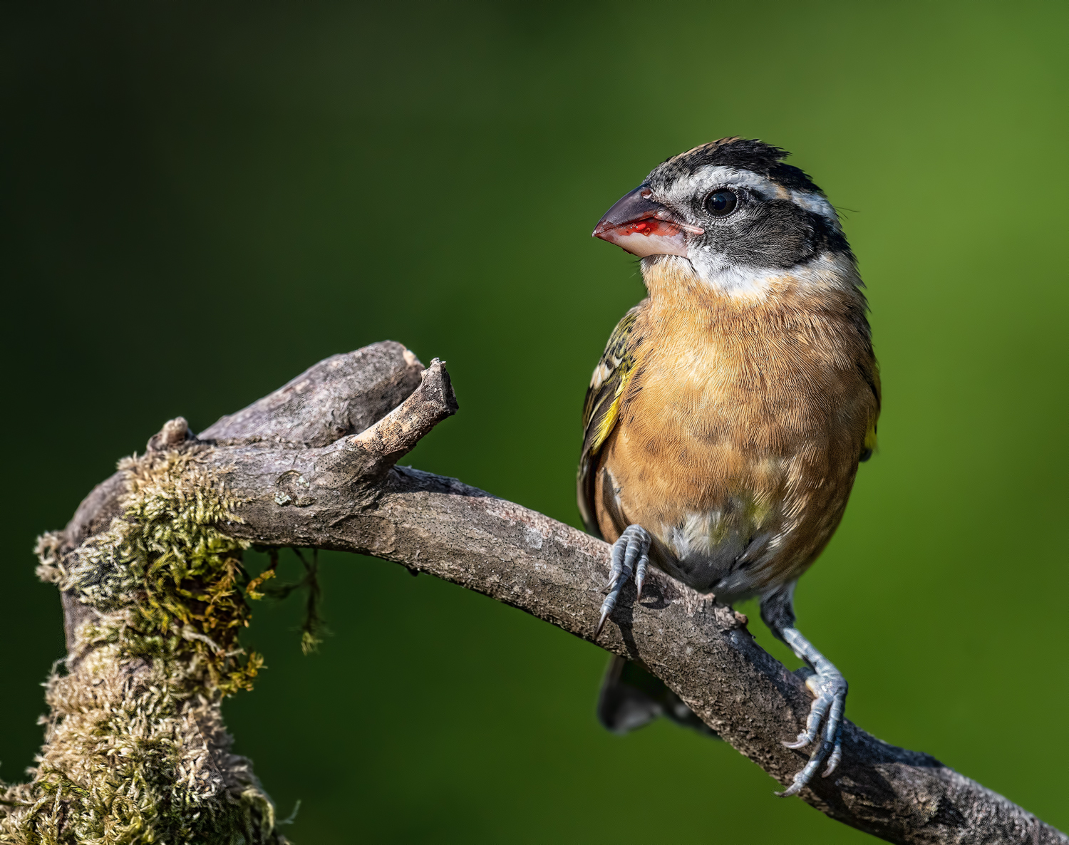 Black Headed Grosbeak