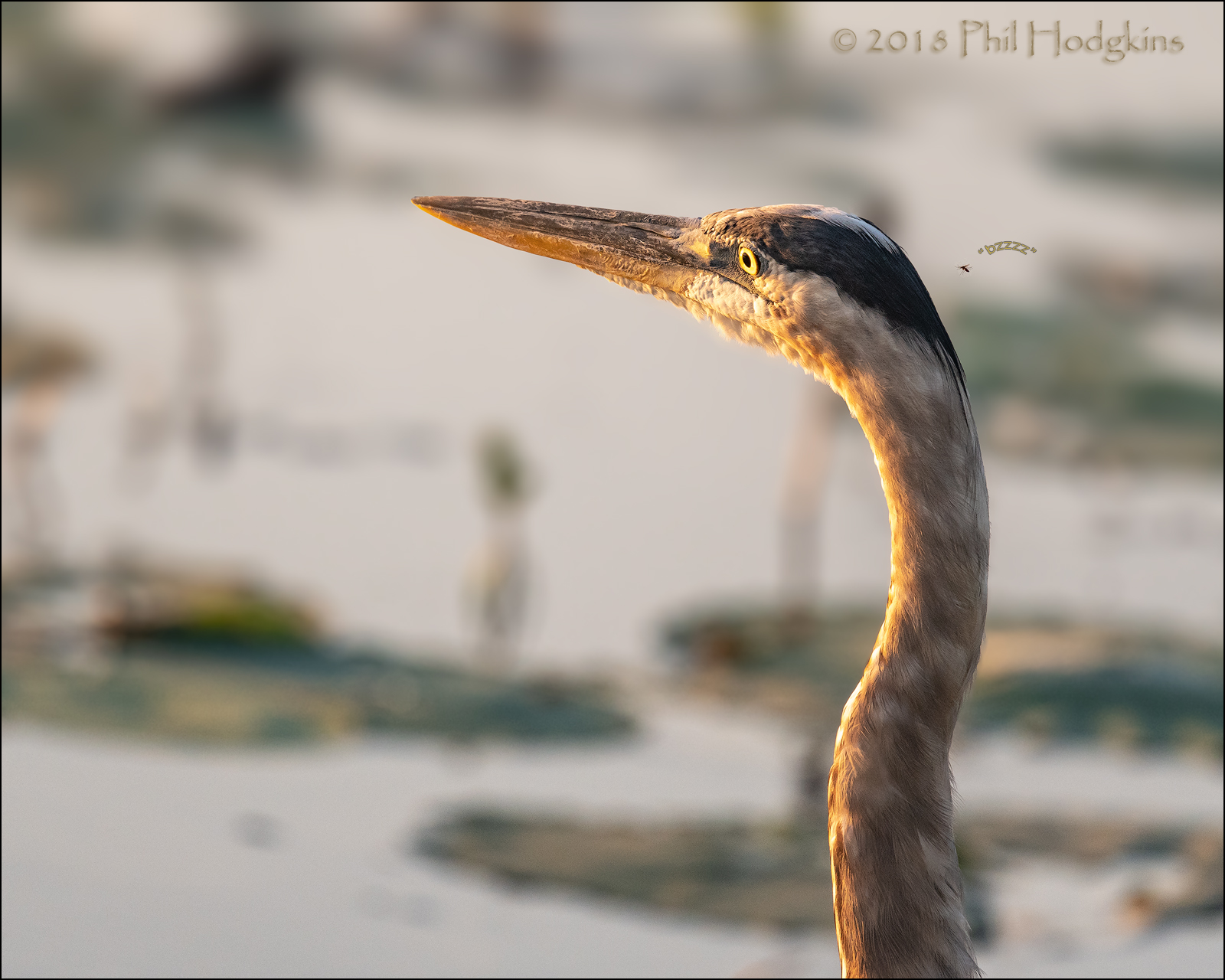 Grt Blue Heron Portrait