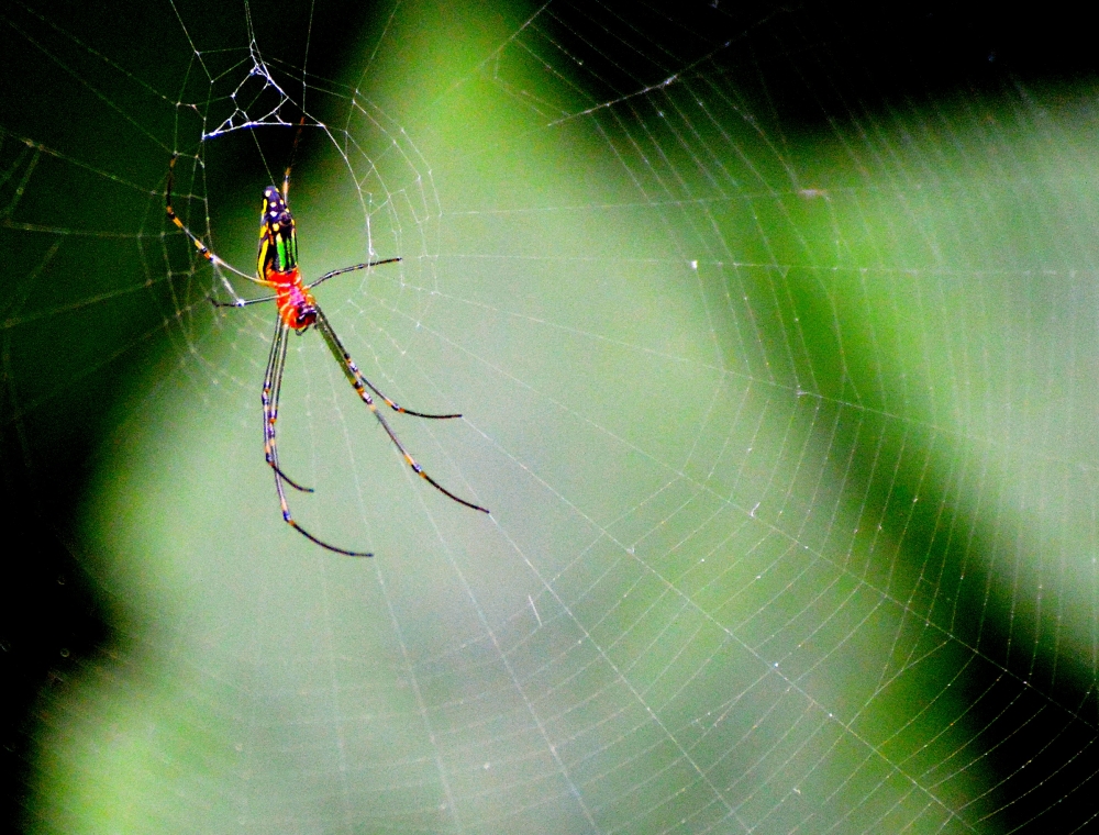 Colourful Invitee...
