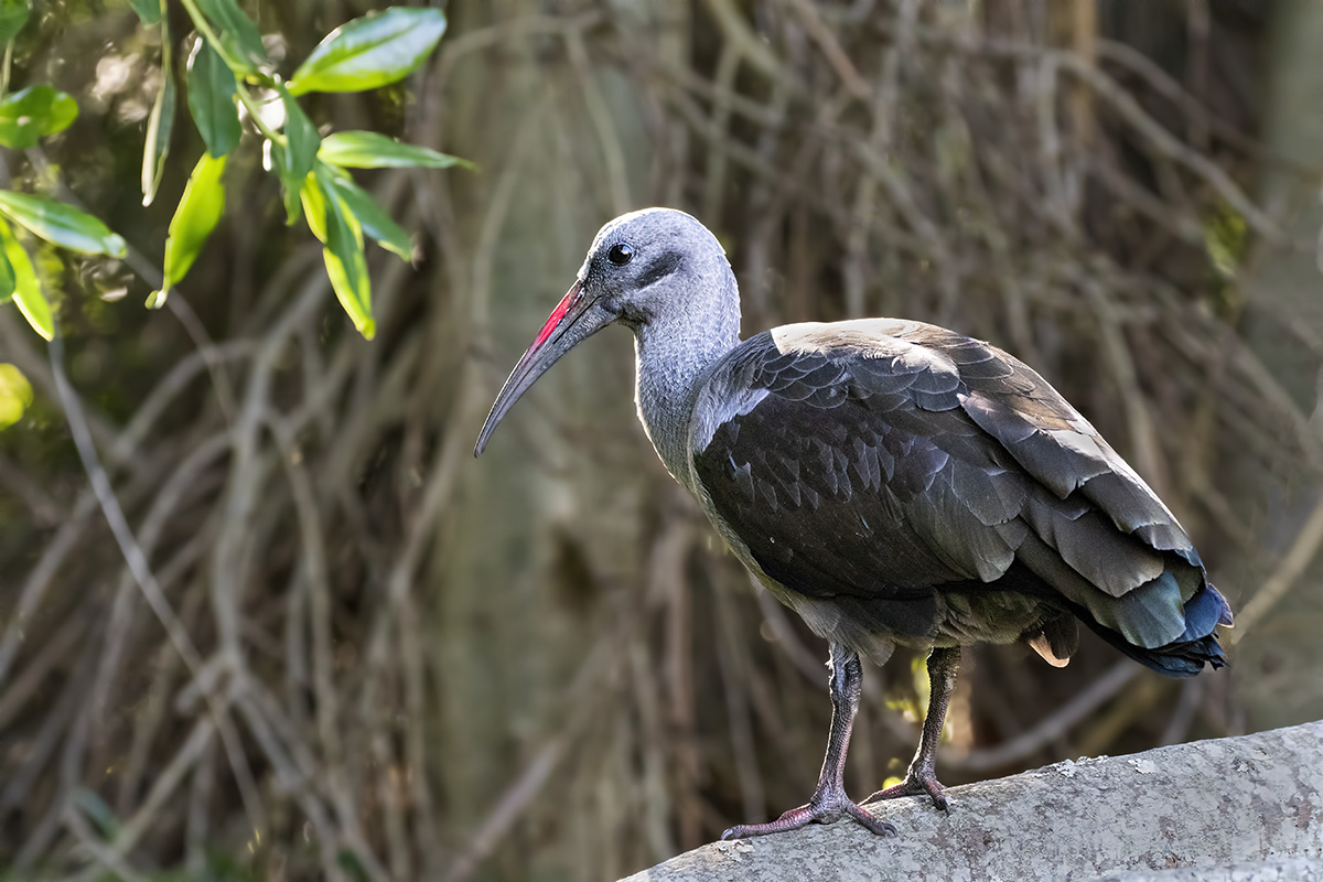 Hadeda Ibis