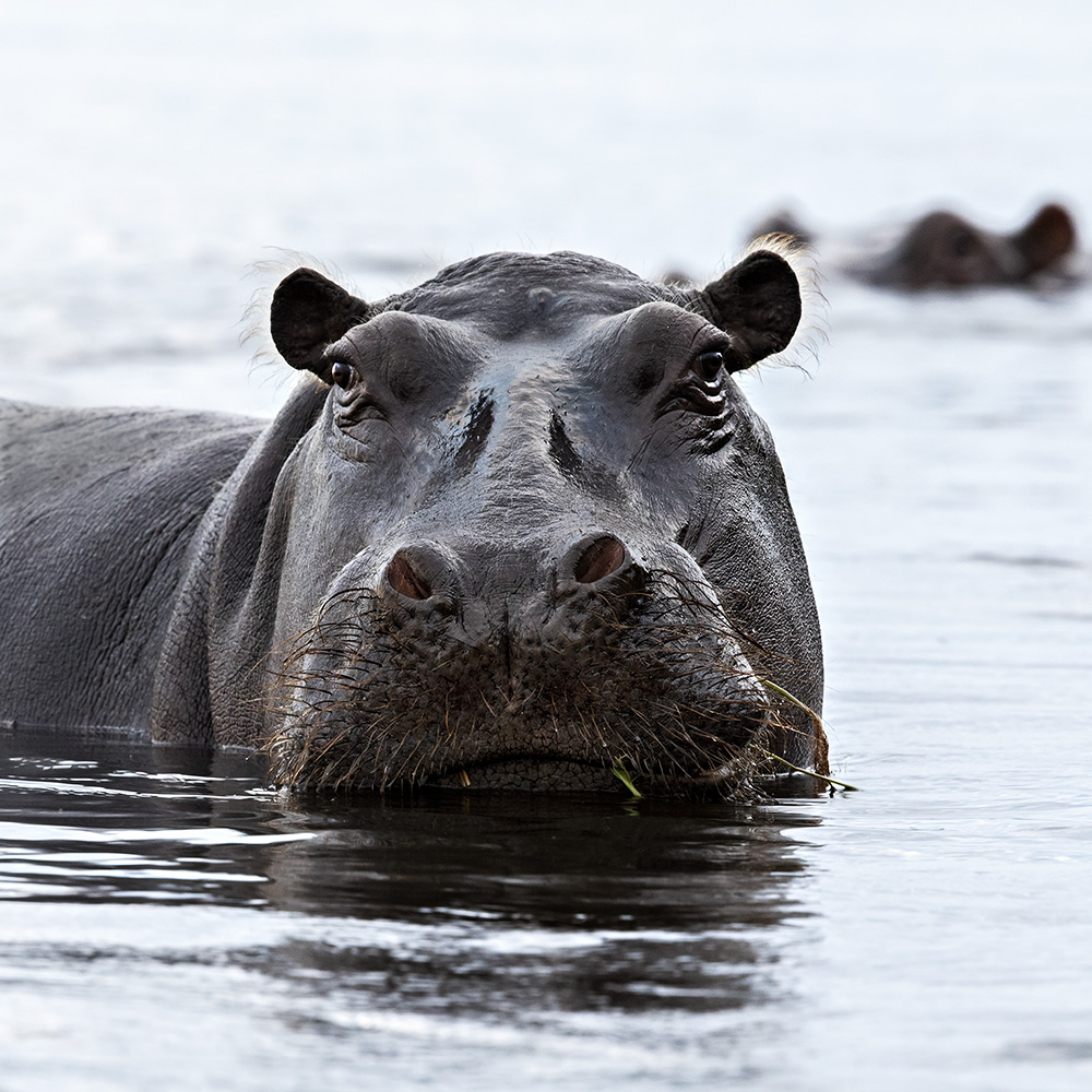 Hippo on the Chobe
