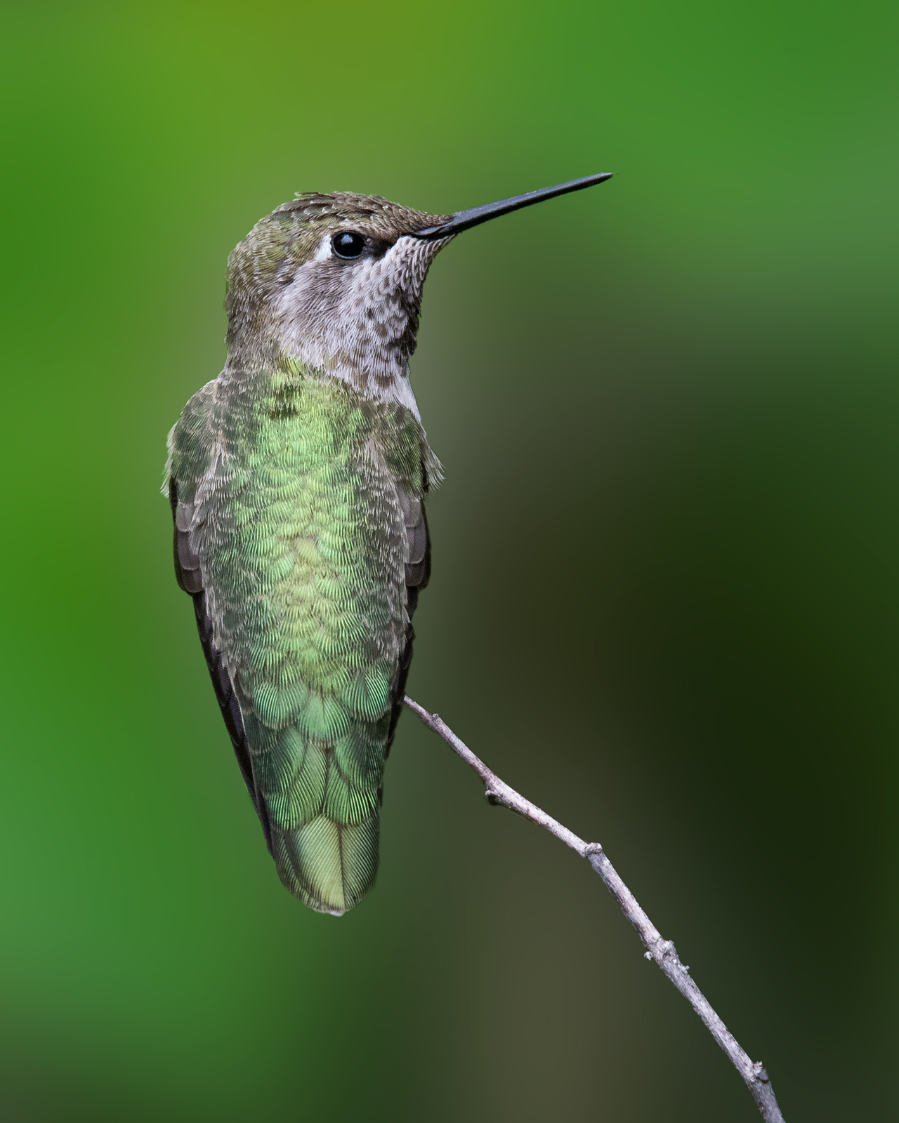Anna's Hummer
