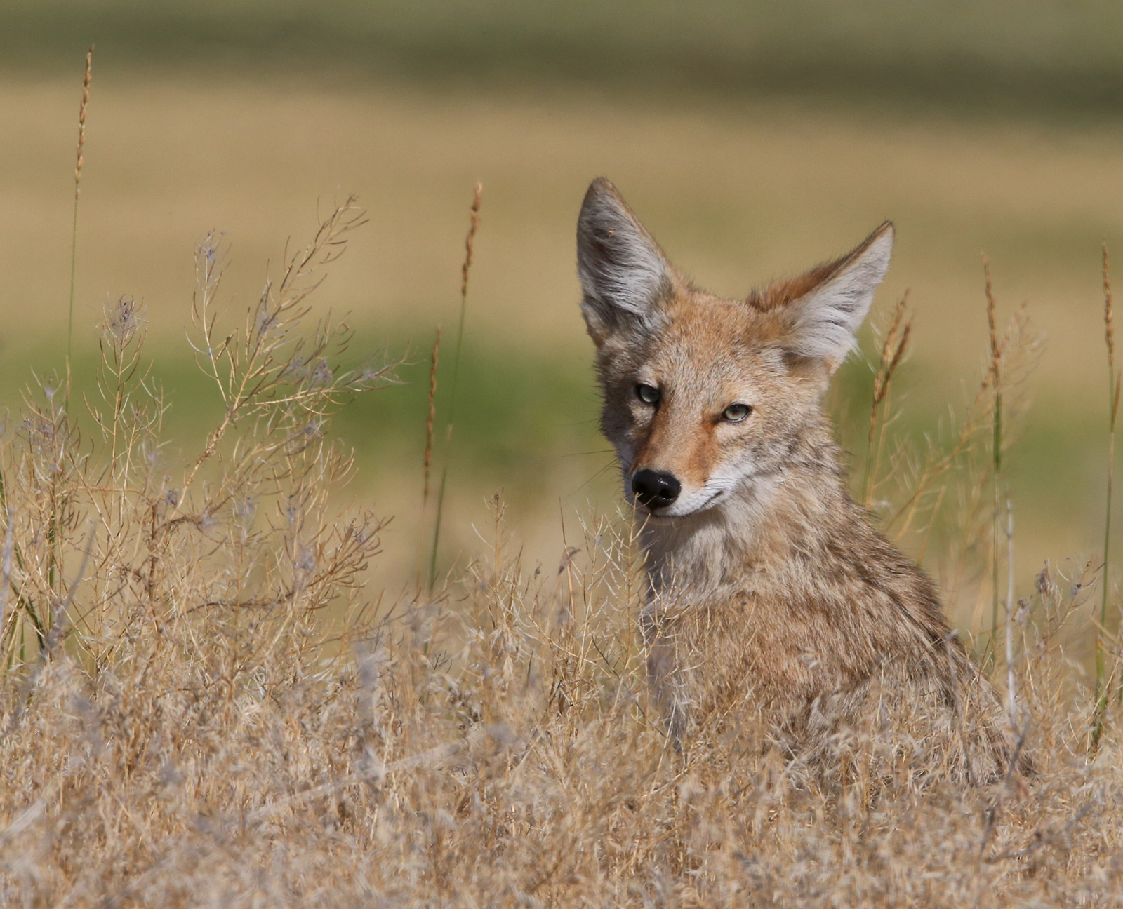 Coyote