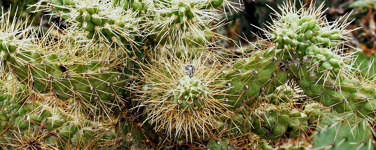Spines