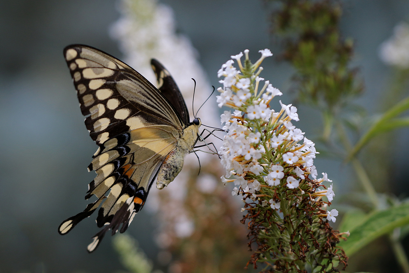 Giant swallowtail BF