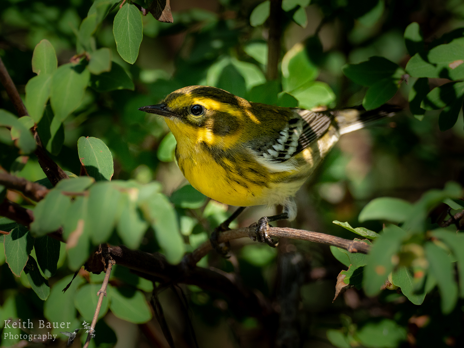 Townsends Warbler