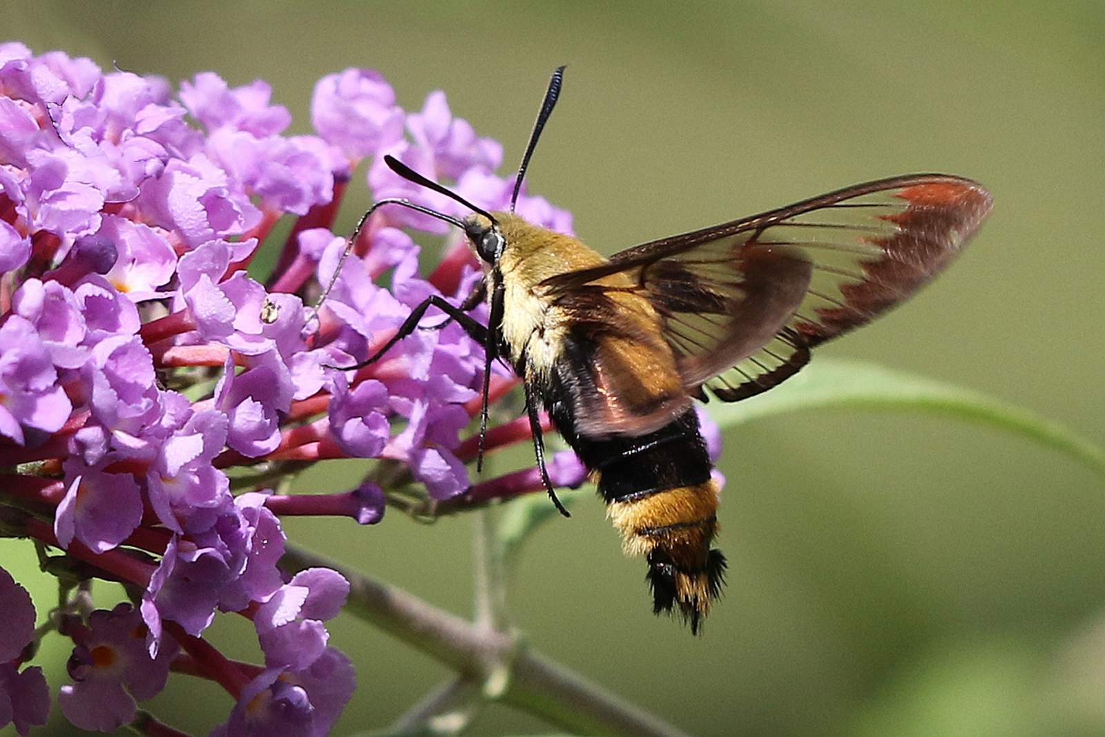 Snowberry clearwing moth