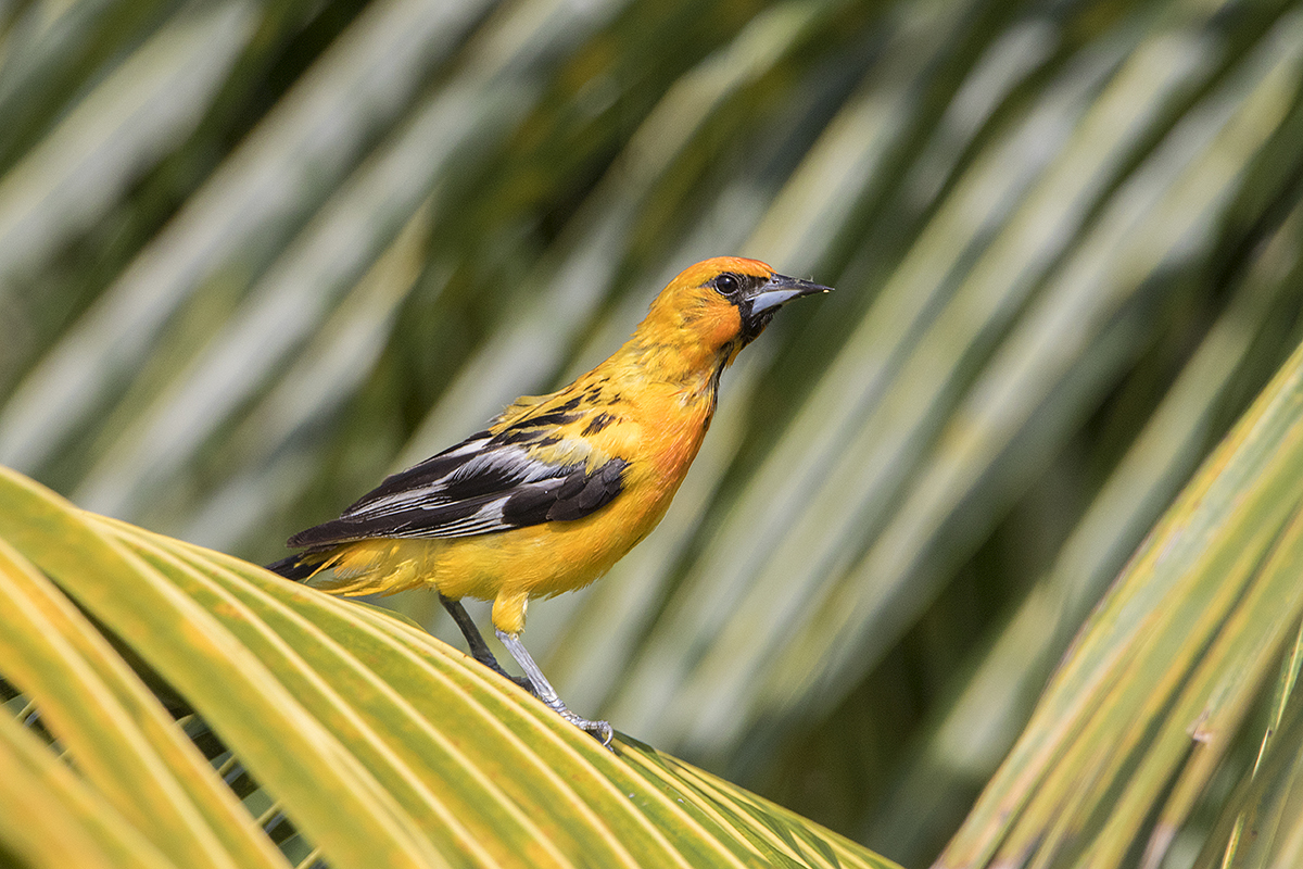 Streaked-Backed Oriole