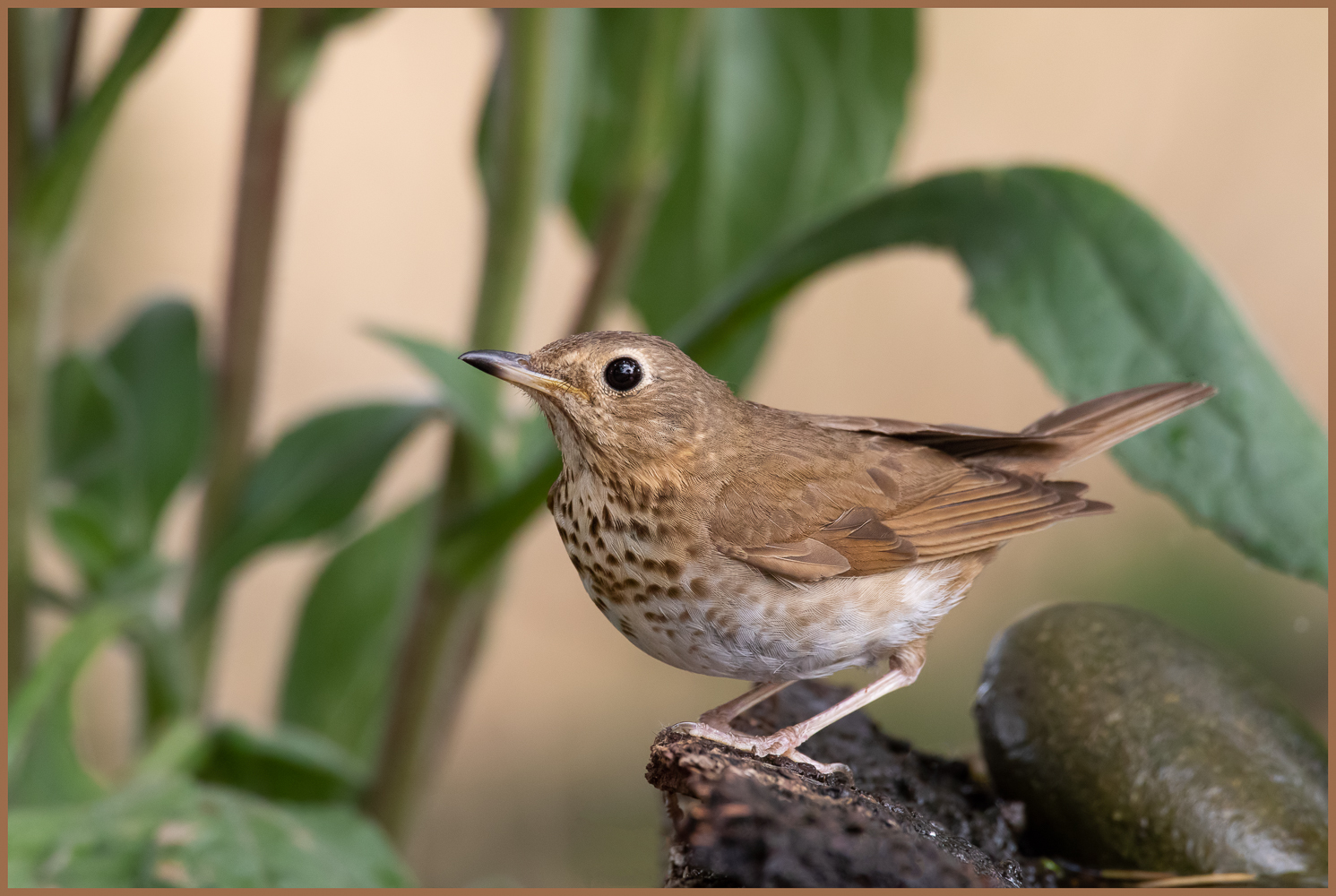 Swainson's Thrush