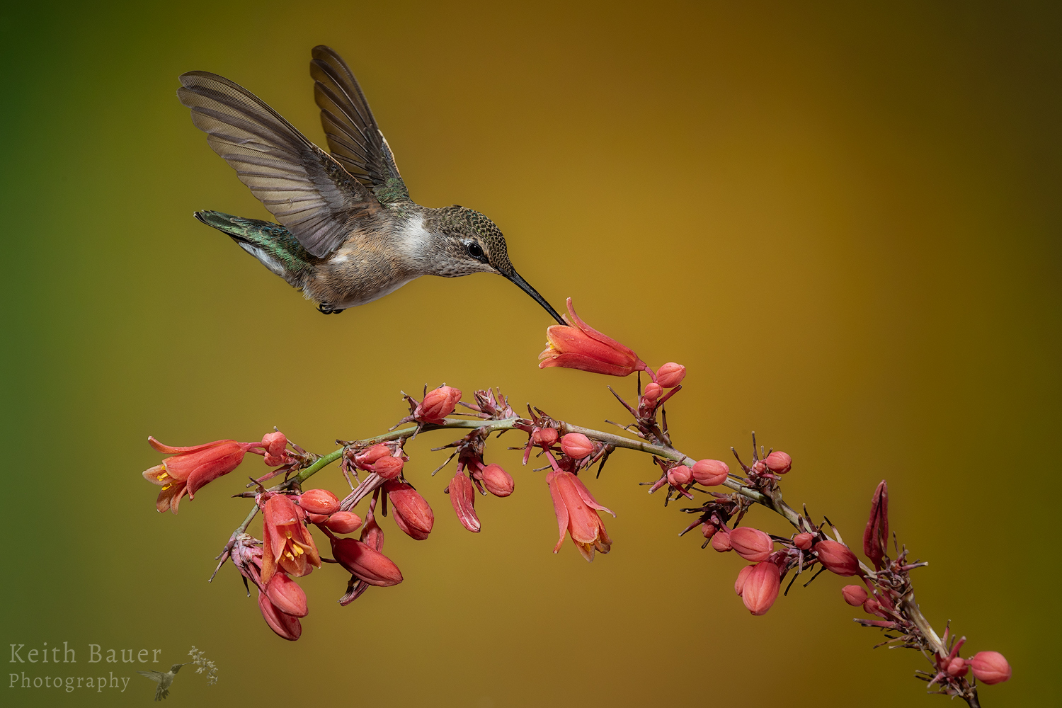 Feeding from the top