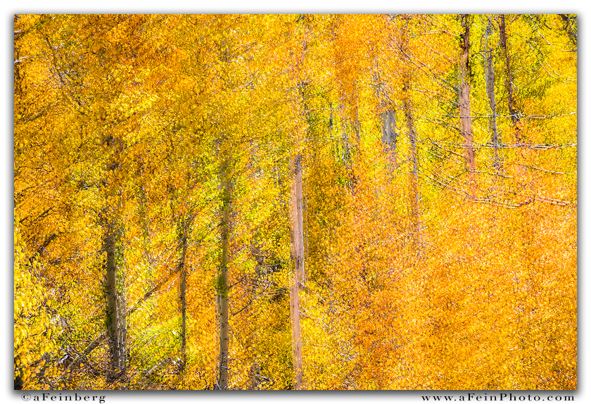 Autumn Abstract