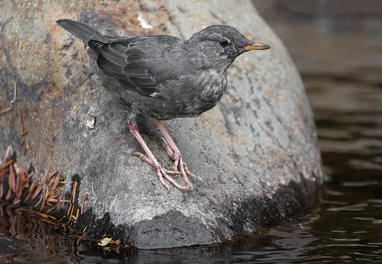American Dipper and re-post