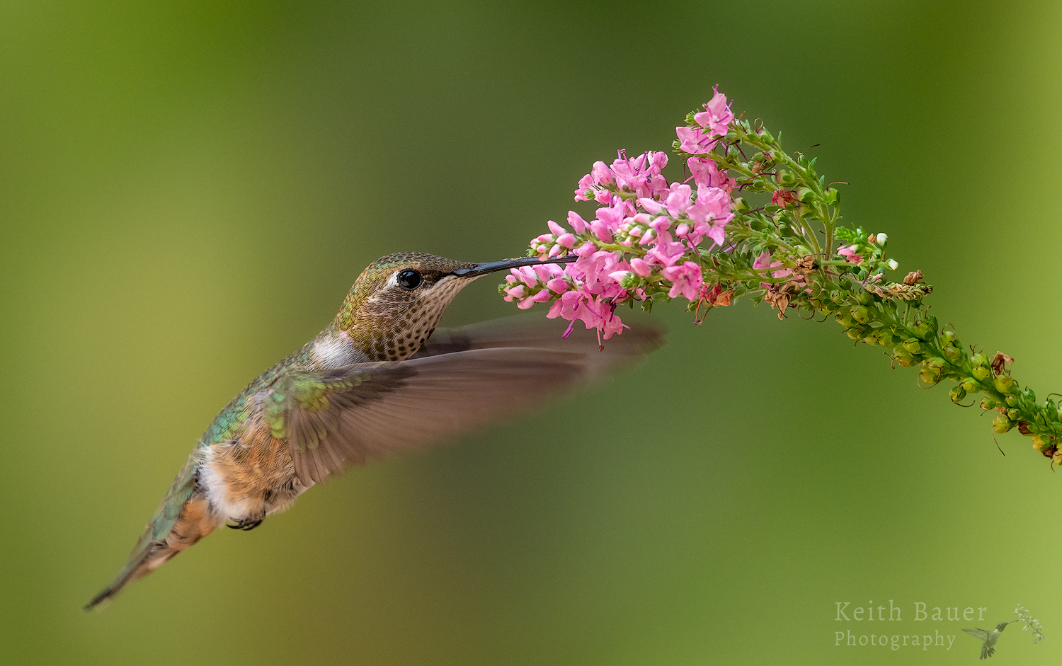 Natural Light Hummer