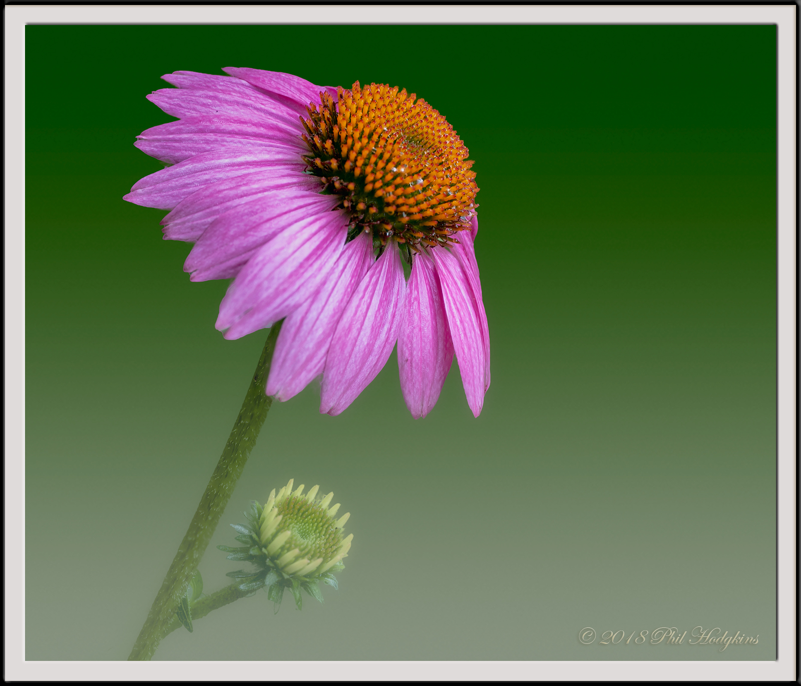 Purple Coneflower