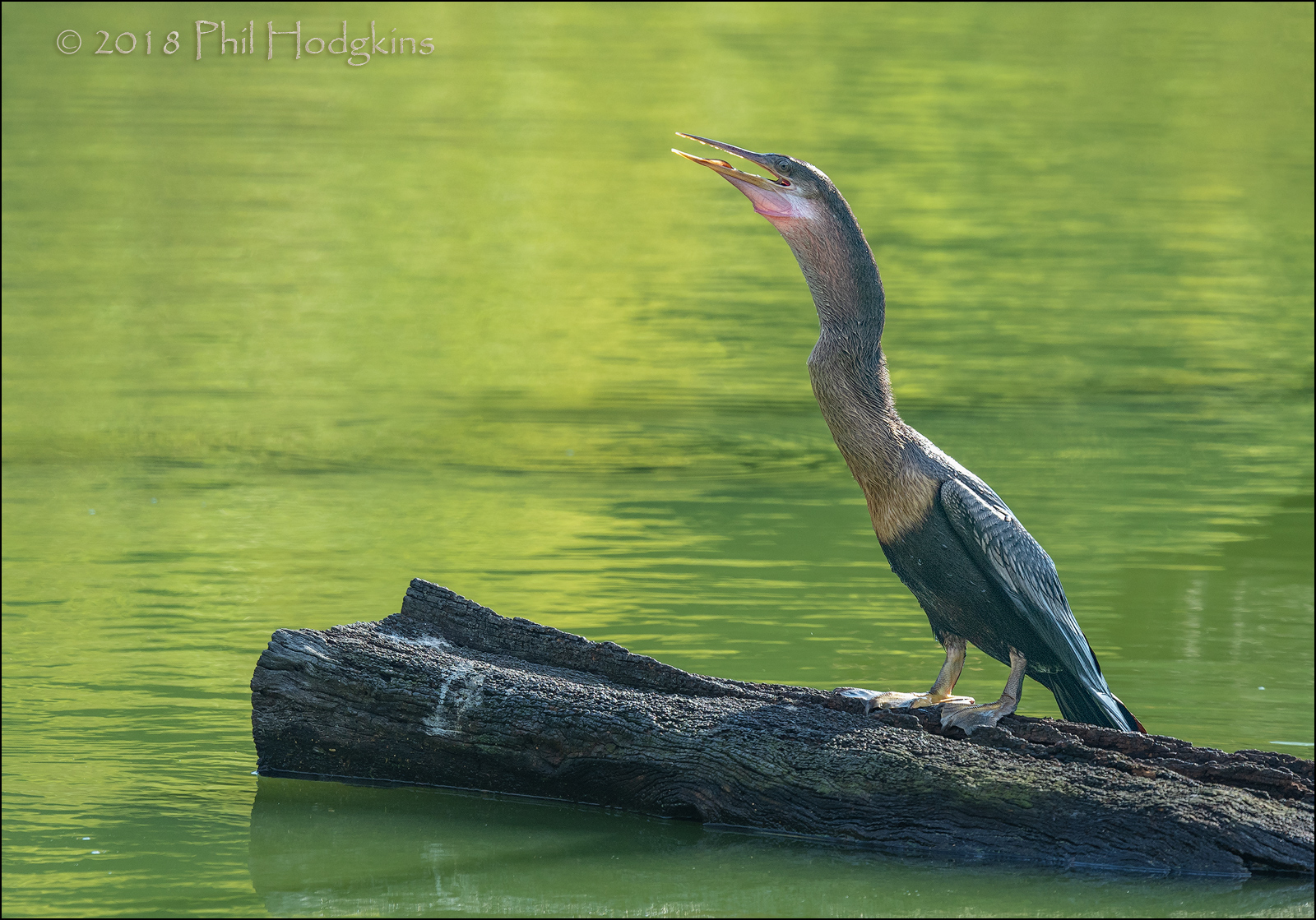 Anhinga