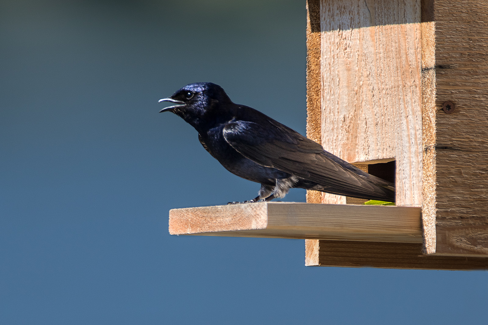 Purple Martin