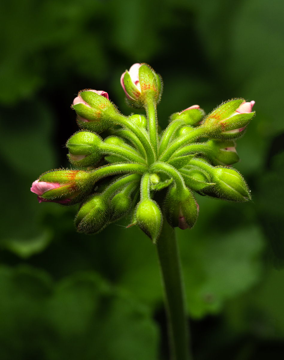 Geranium Buds