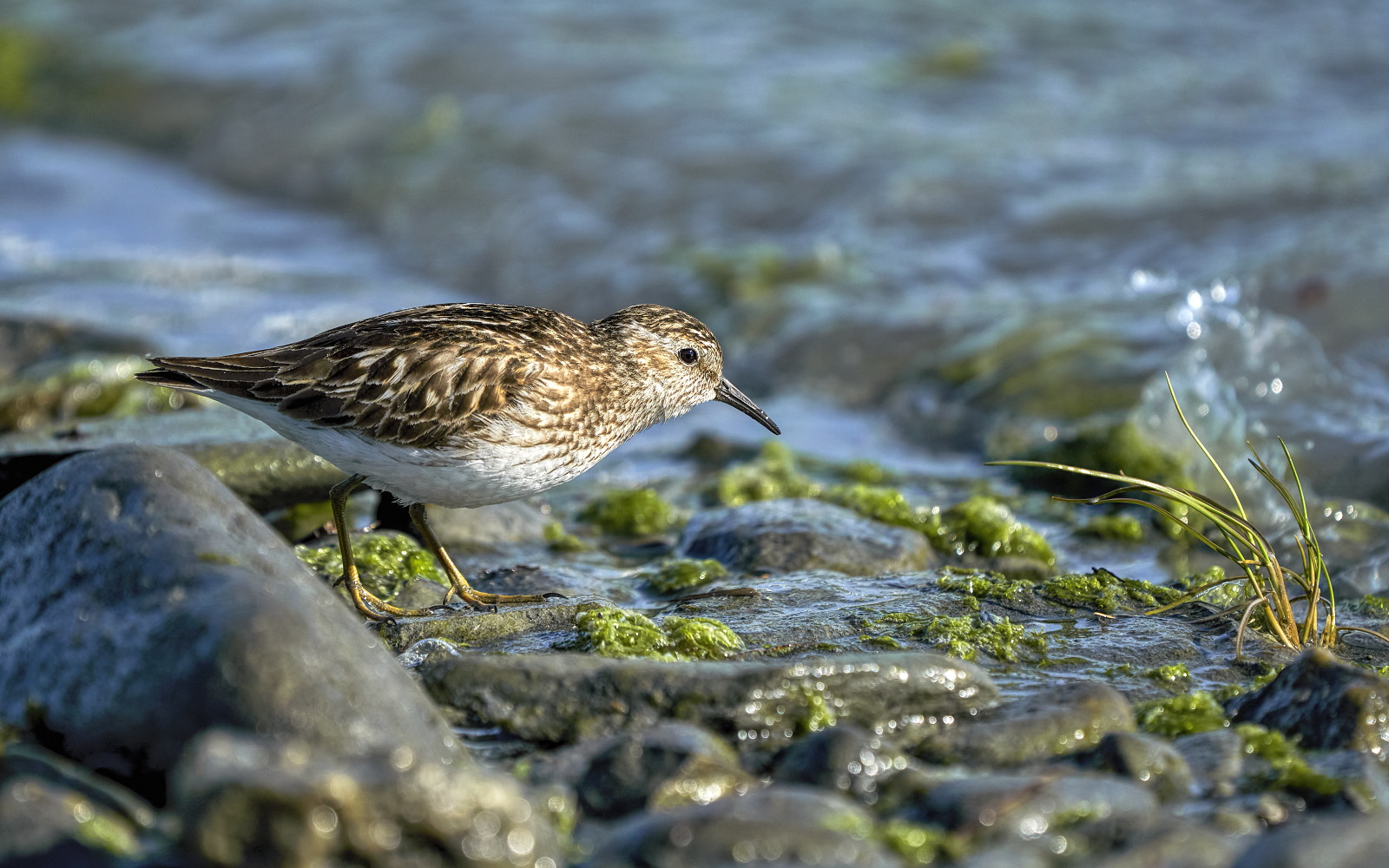 Tiniest Beachcomber
