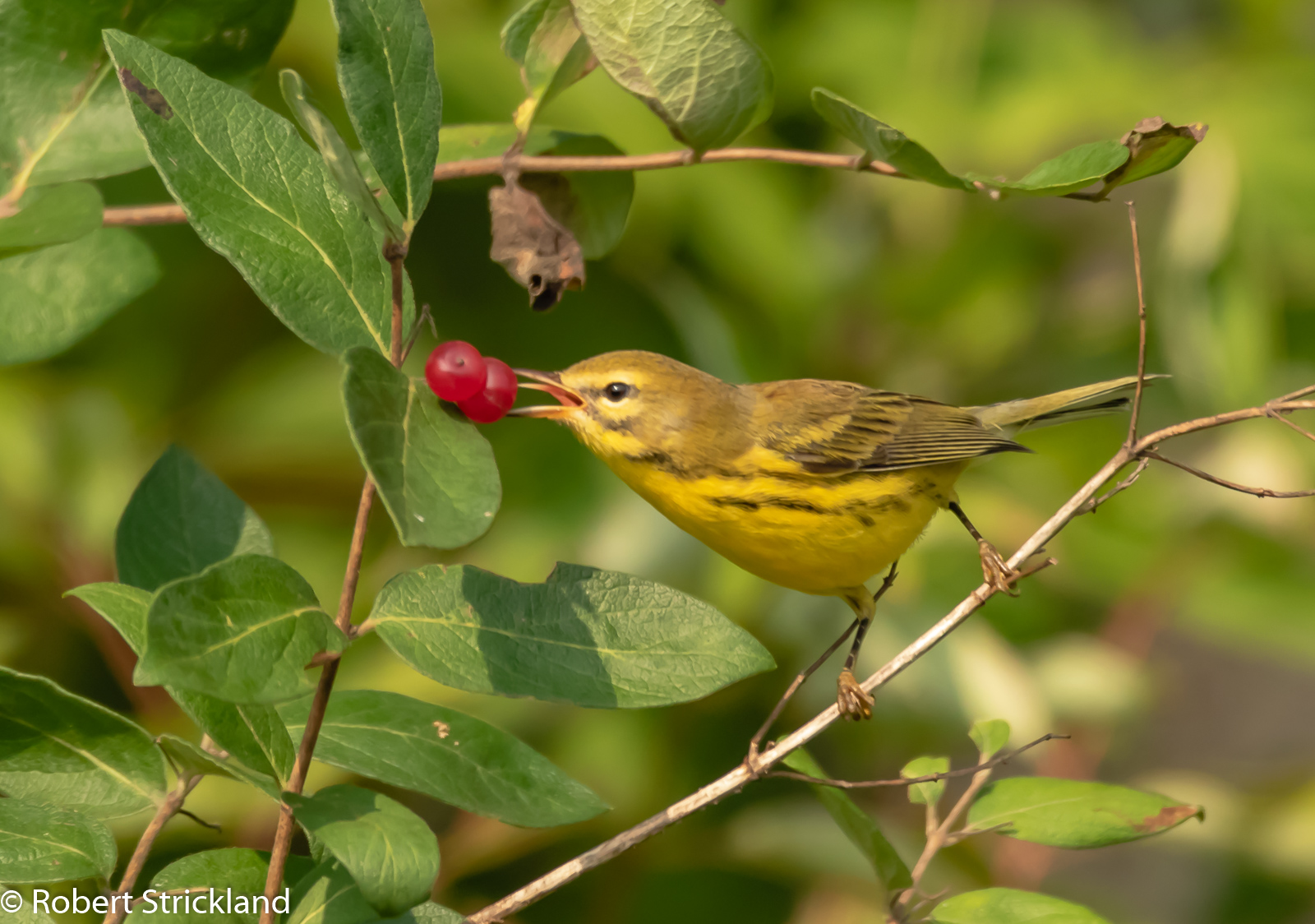 Proirie Warbler