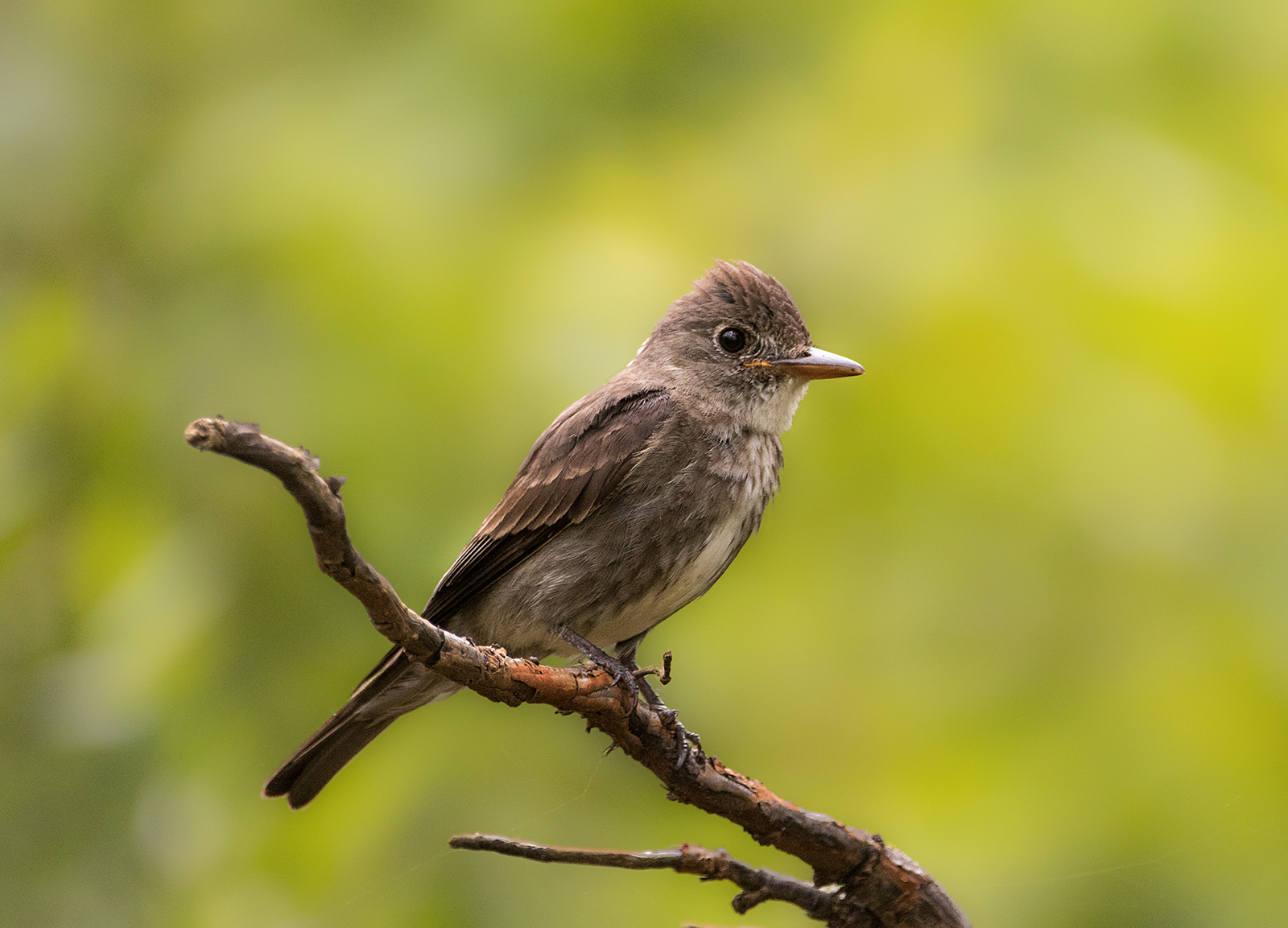 Olive-sided Flycatcher