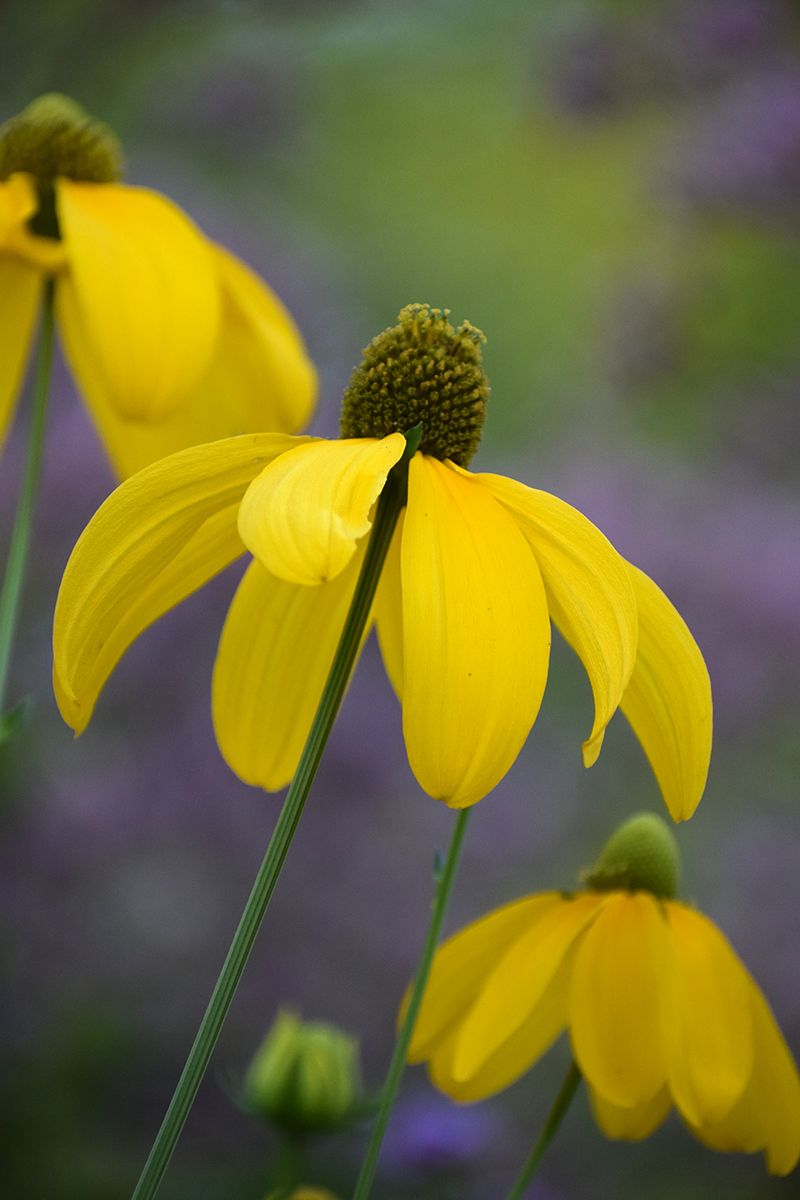 Prairie Coneflower