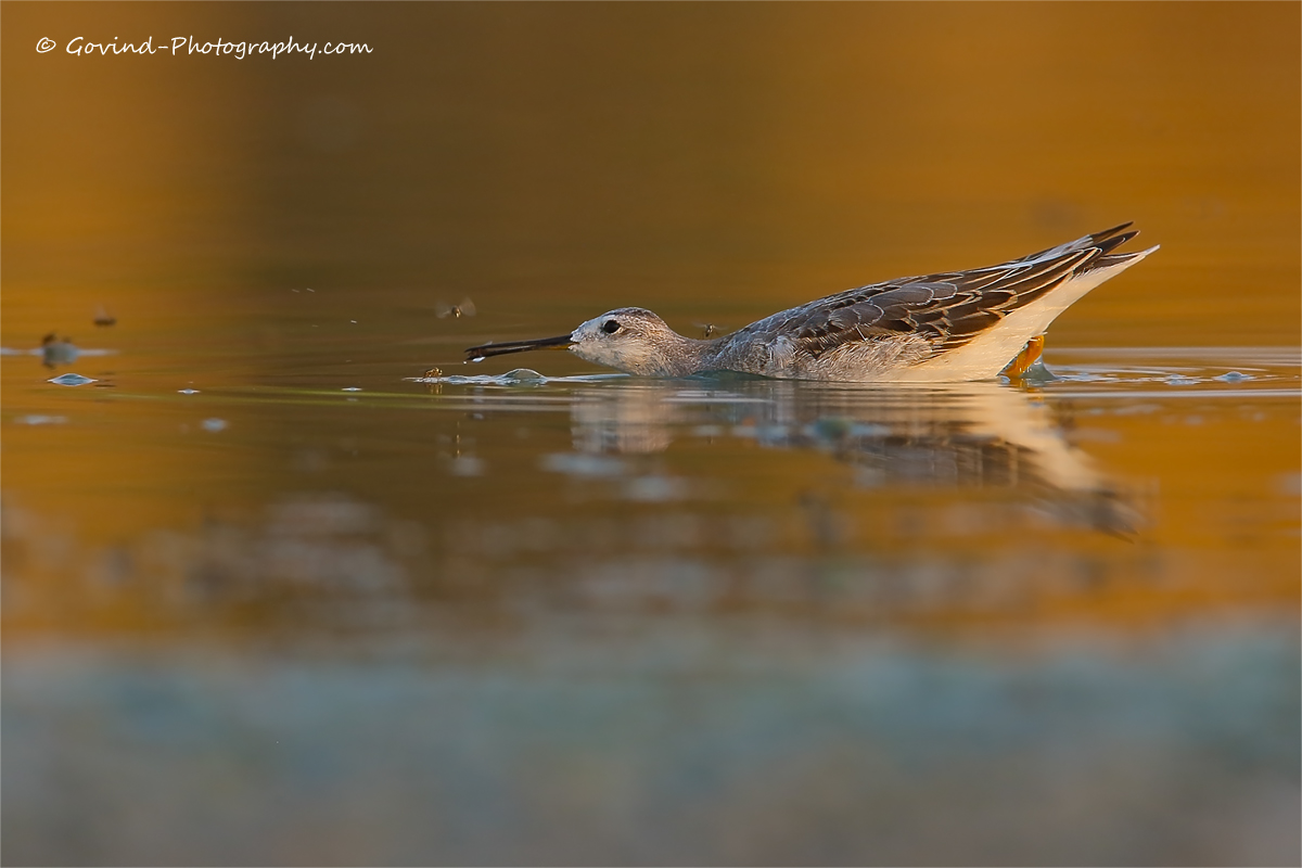 Wilson's Phalarope