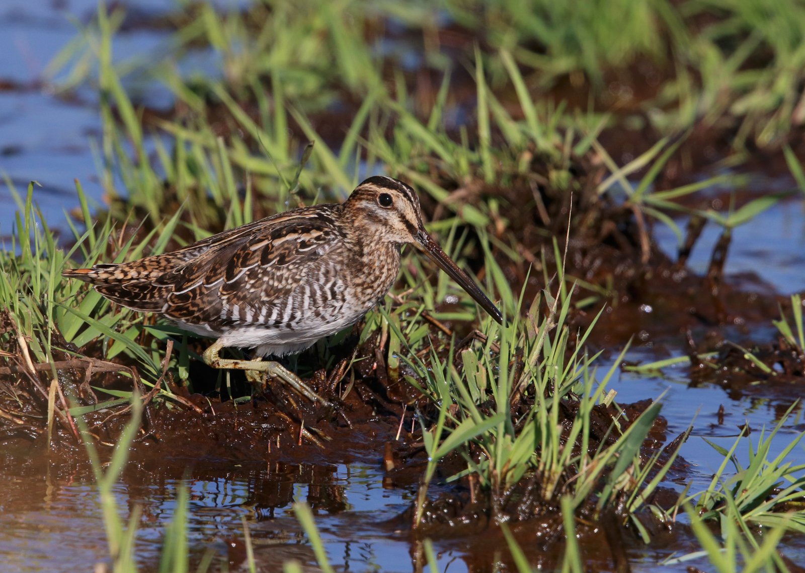 Wilson's Snipe