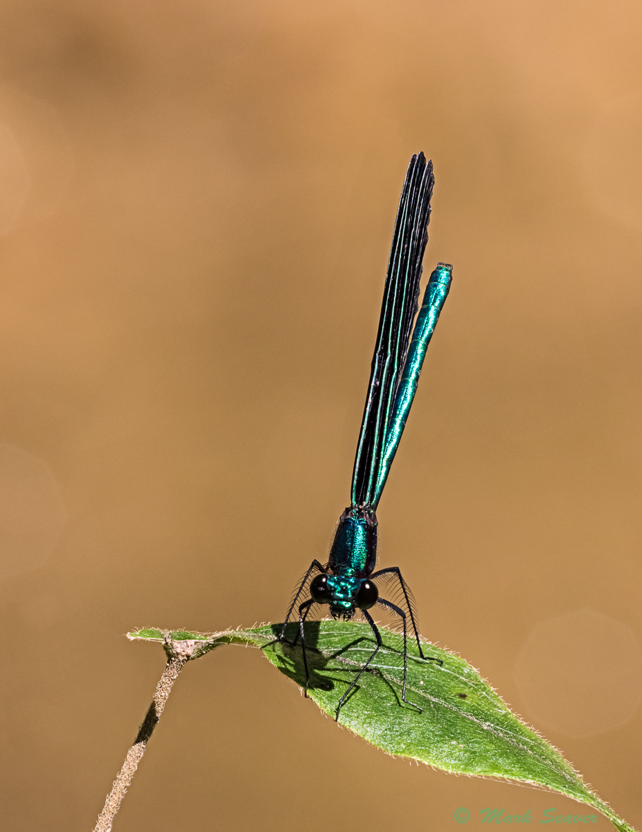 Ebony Jewelwing