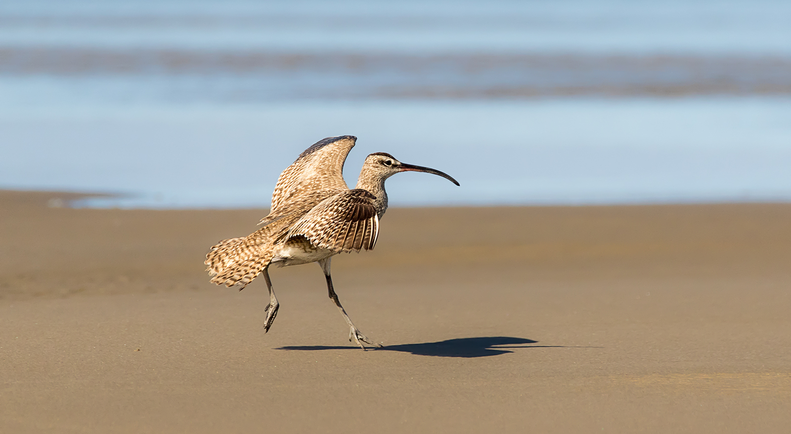 Whimbrel