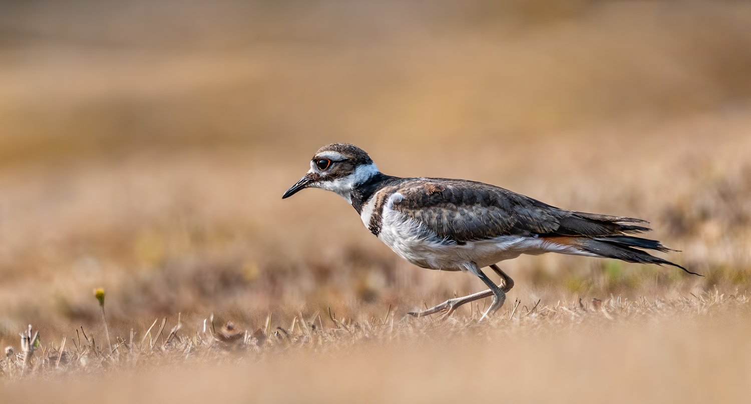 Killdeer