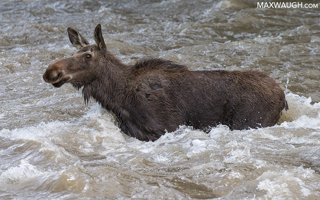 Moose Crossing