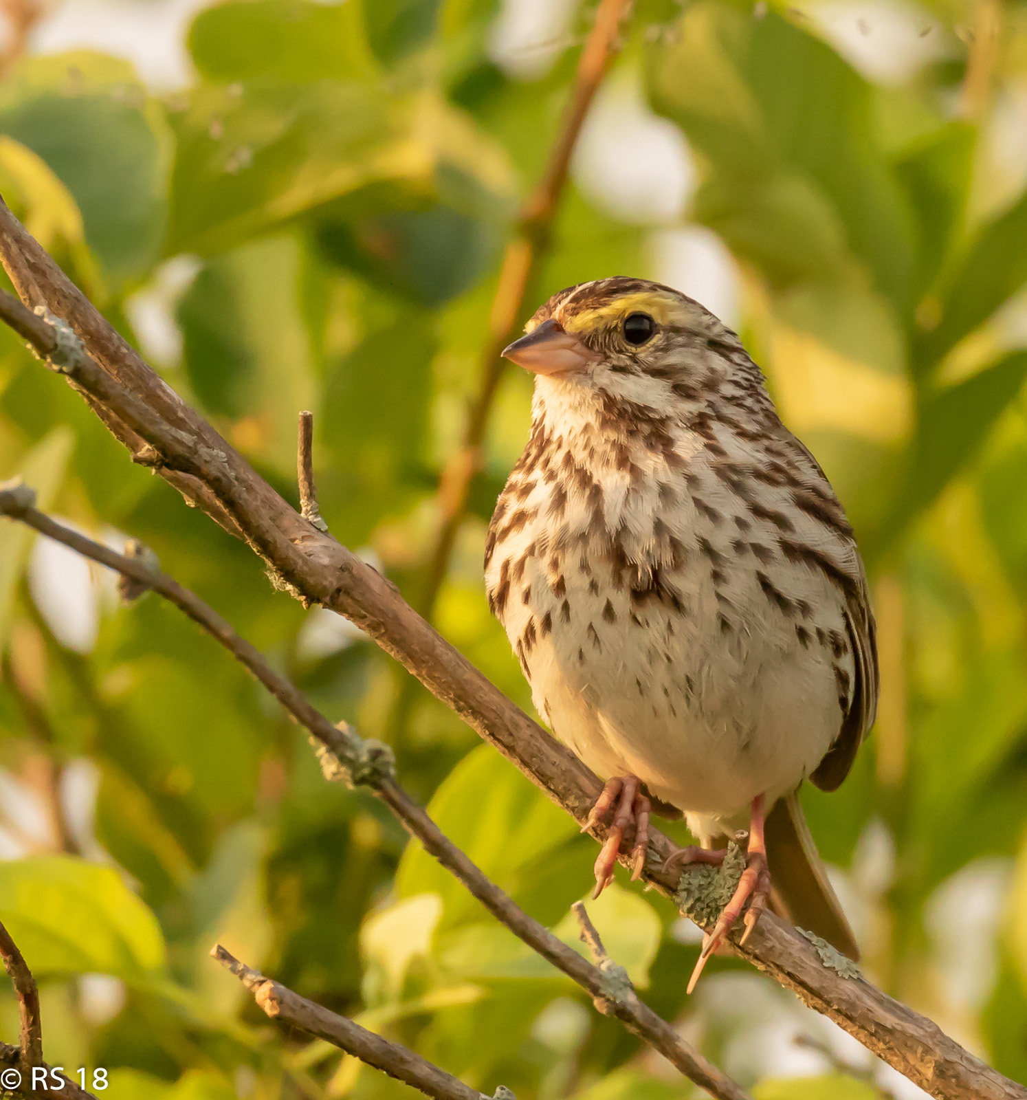 Savannah Sparrow