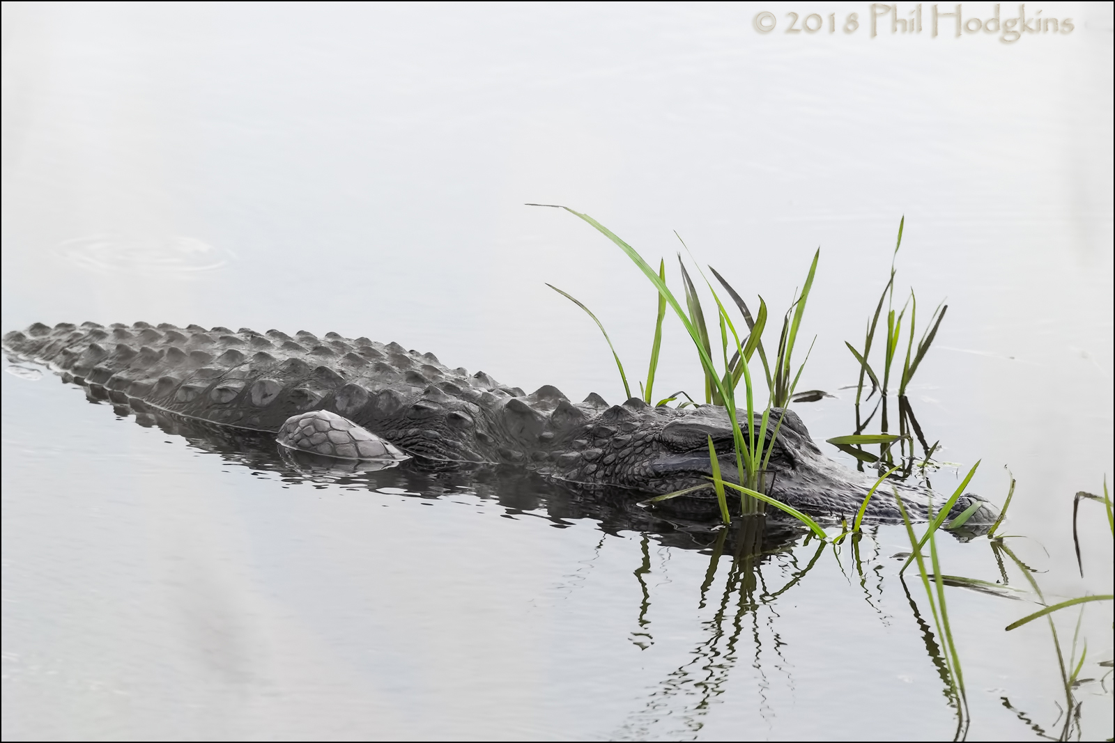 High Key Alligator