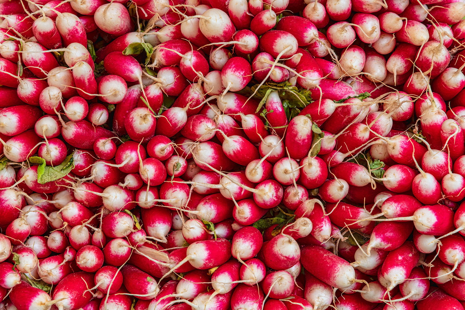 Radishing Dahling...
