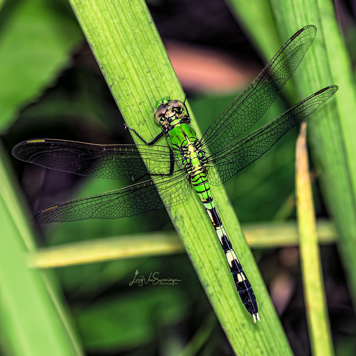 Green Dragon