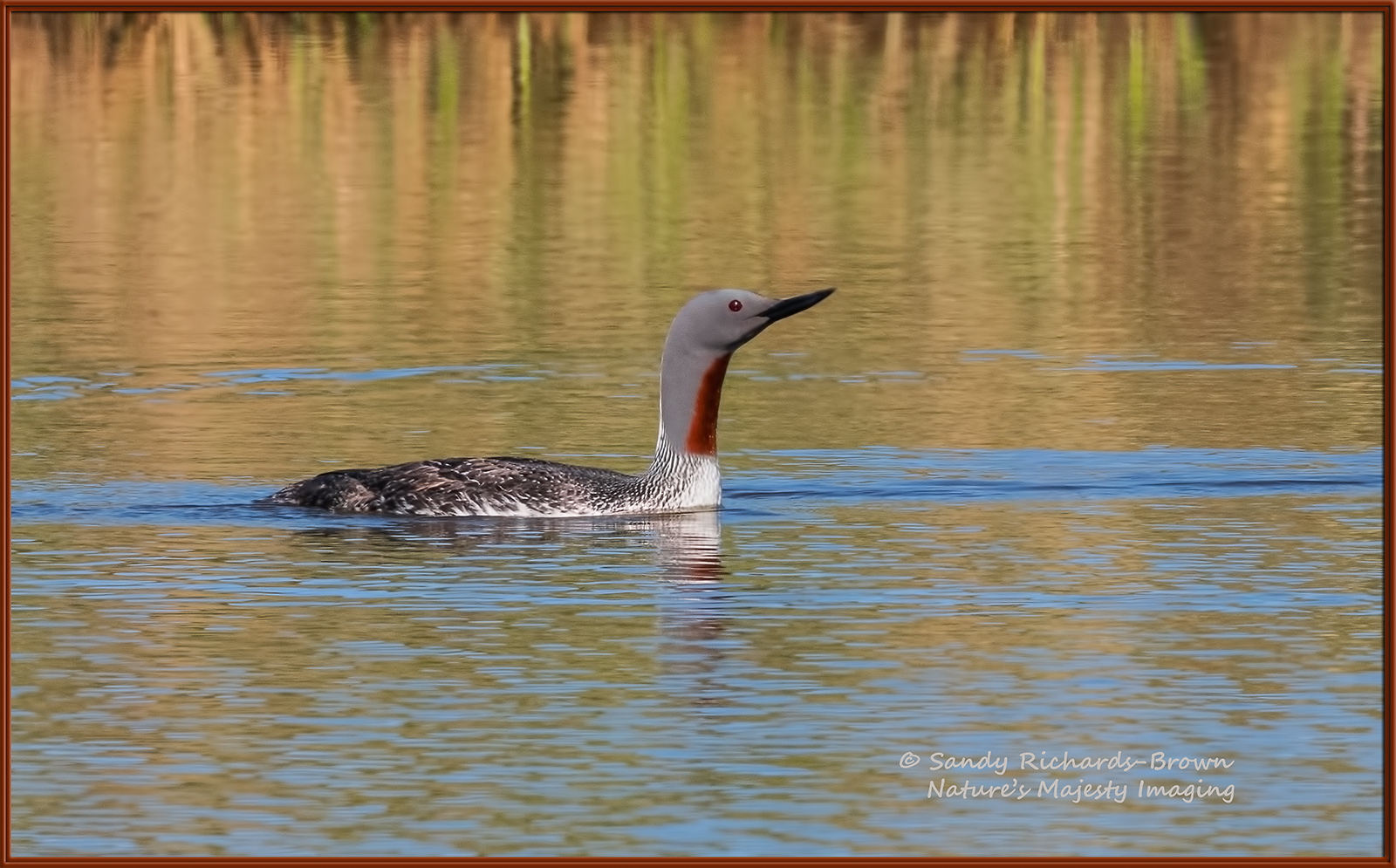 Red-Throated Loon