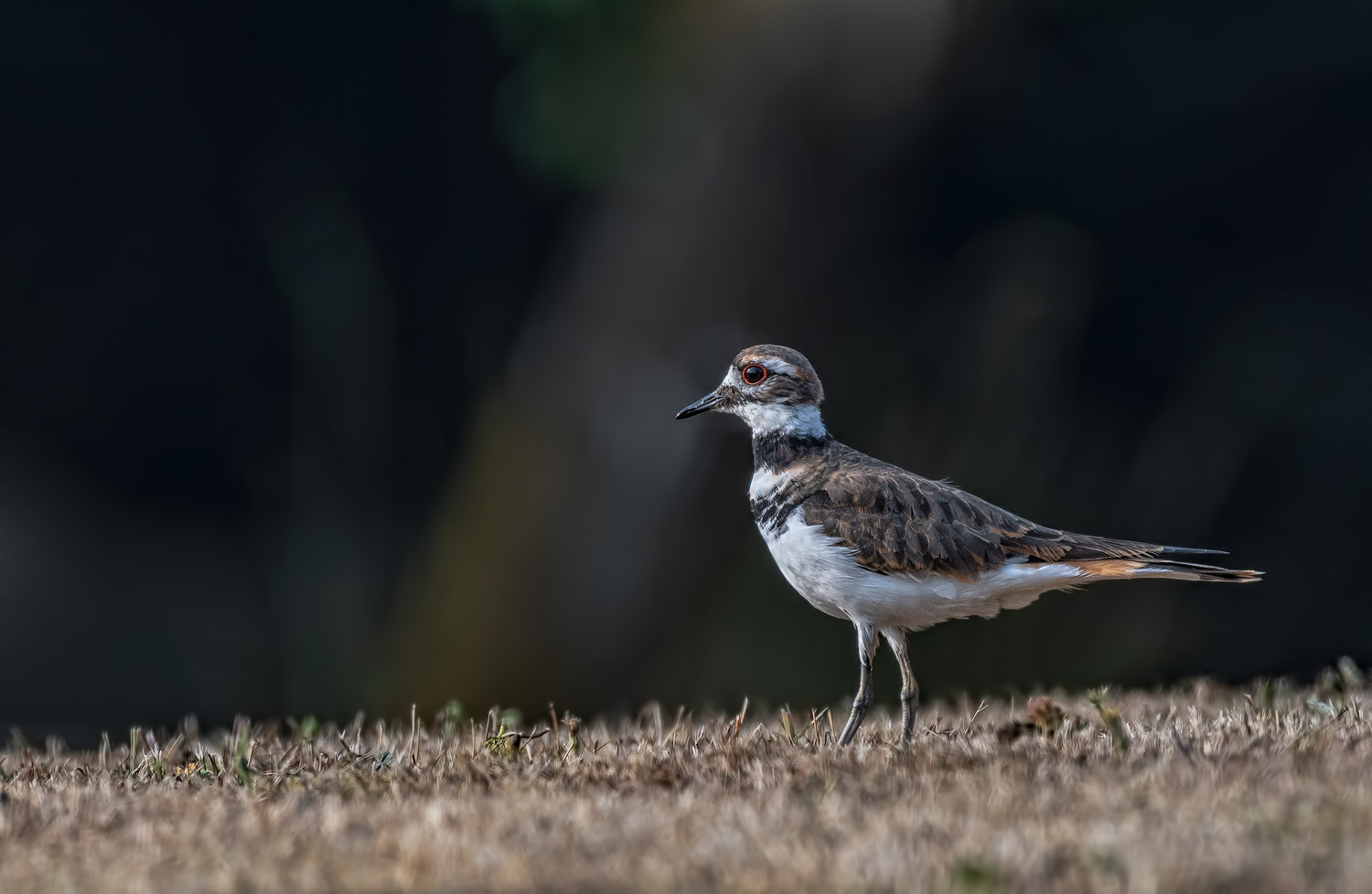 One more Killdeer/RP