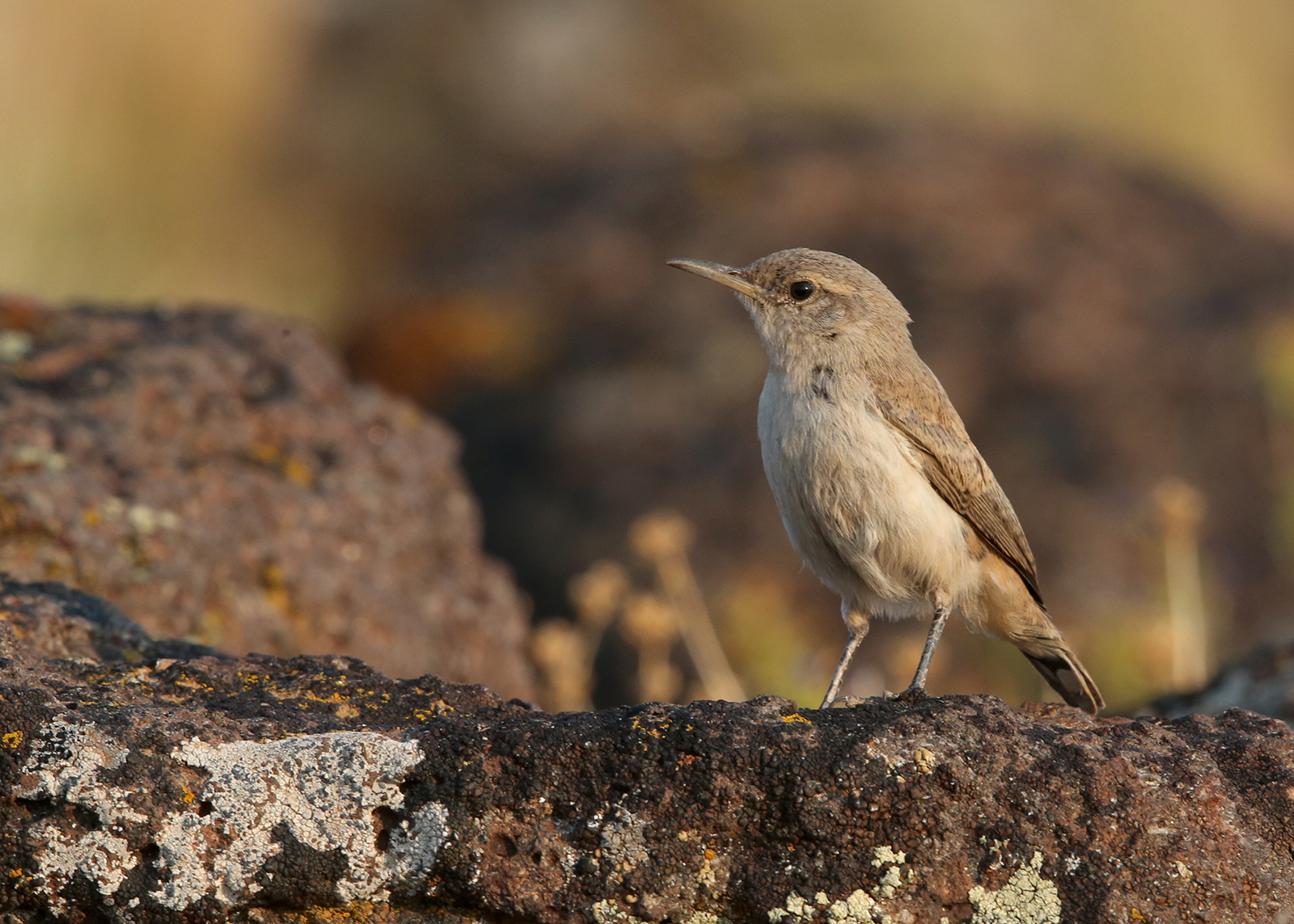 Rock Wren