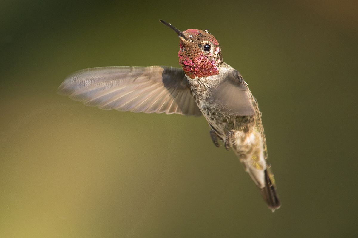 Anna's Hummingbird