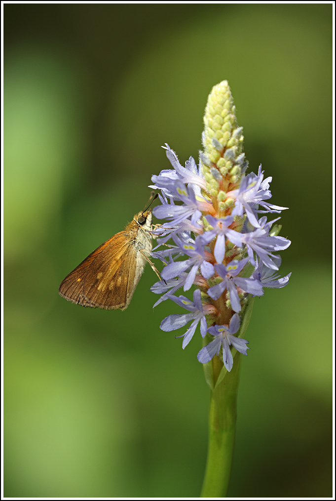 Skipper on Pickerelweed