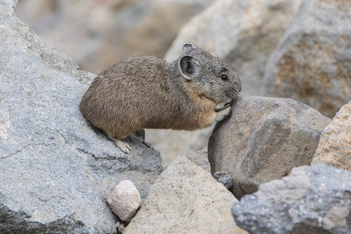 Pika Pushups