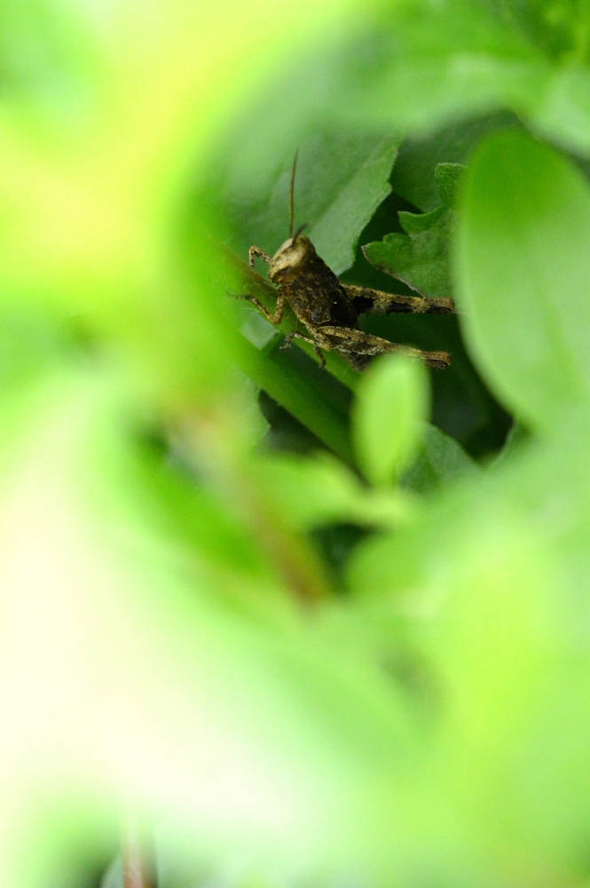 Hide & Seek