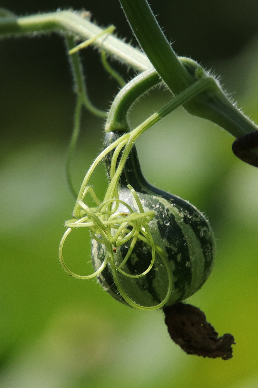 Gourd 