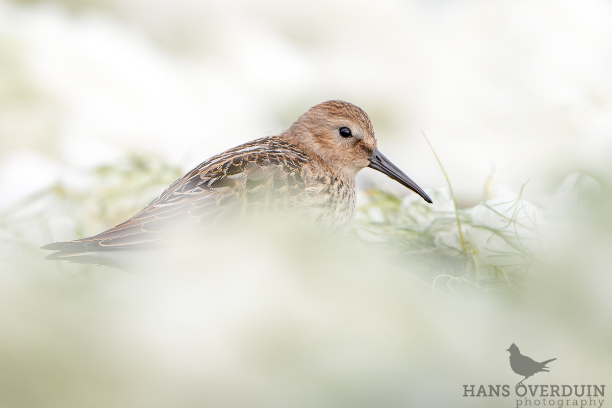 Dunlin