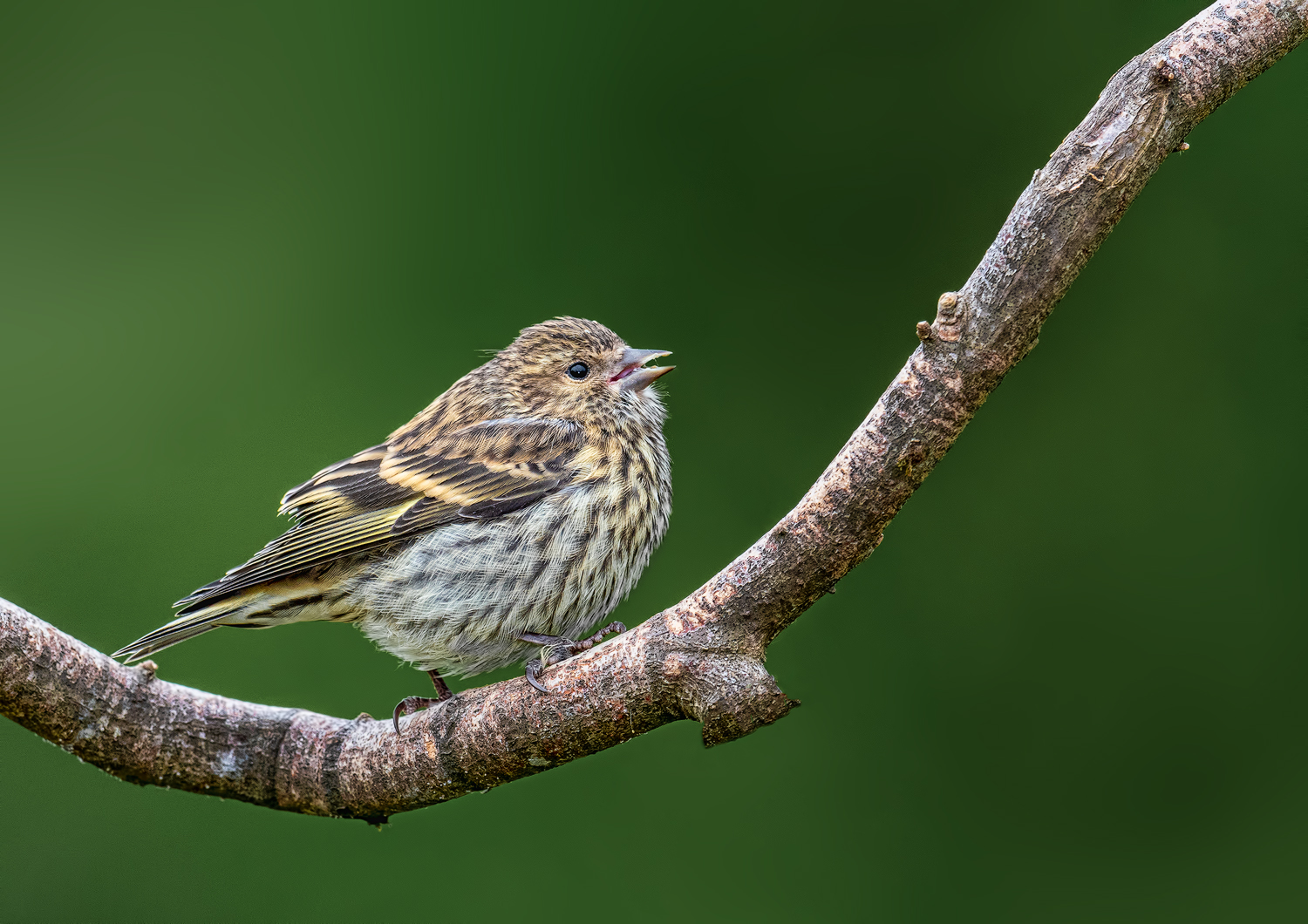 Pine Siskin