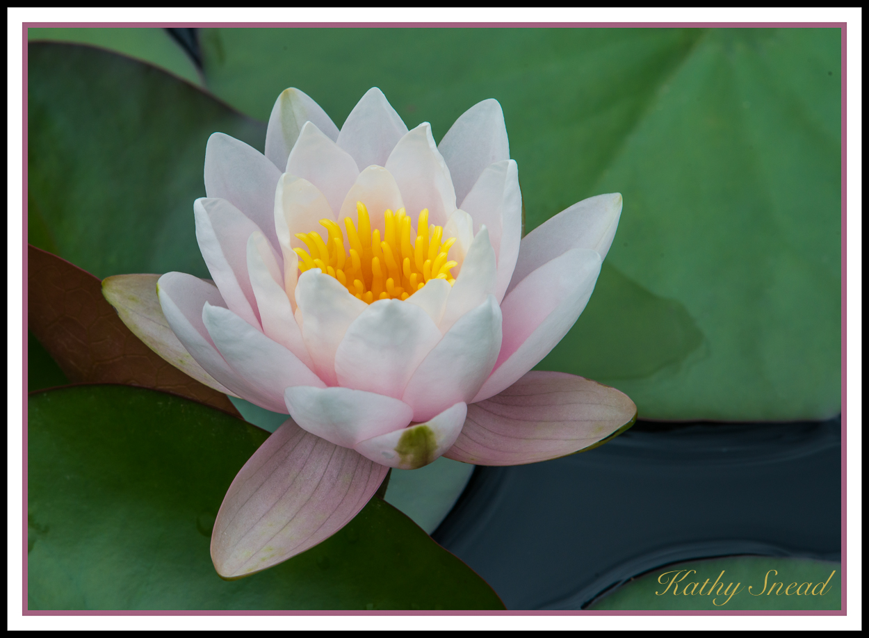 Water Lily & repost